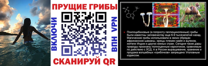 продажа наркотиков  Пойковский  Галлюциногенные грибы Psilocybine cubensis 